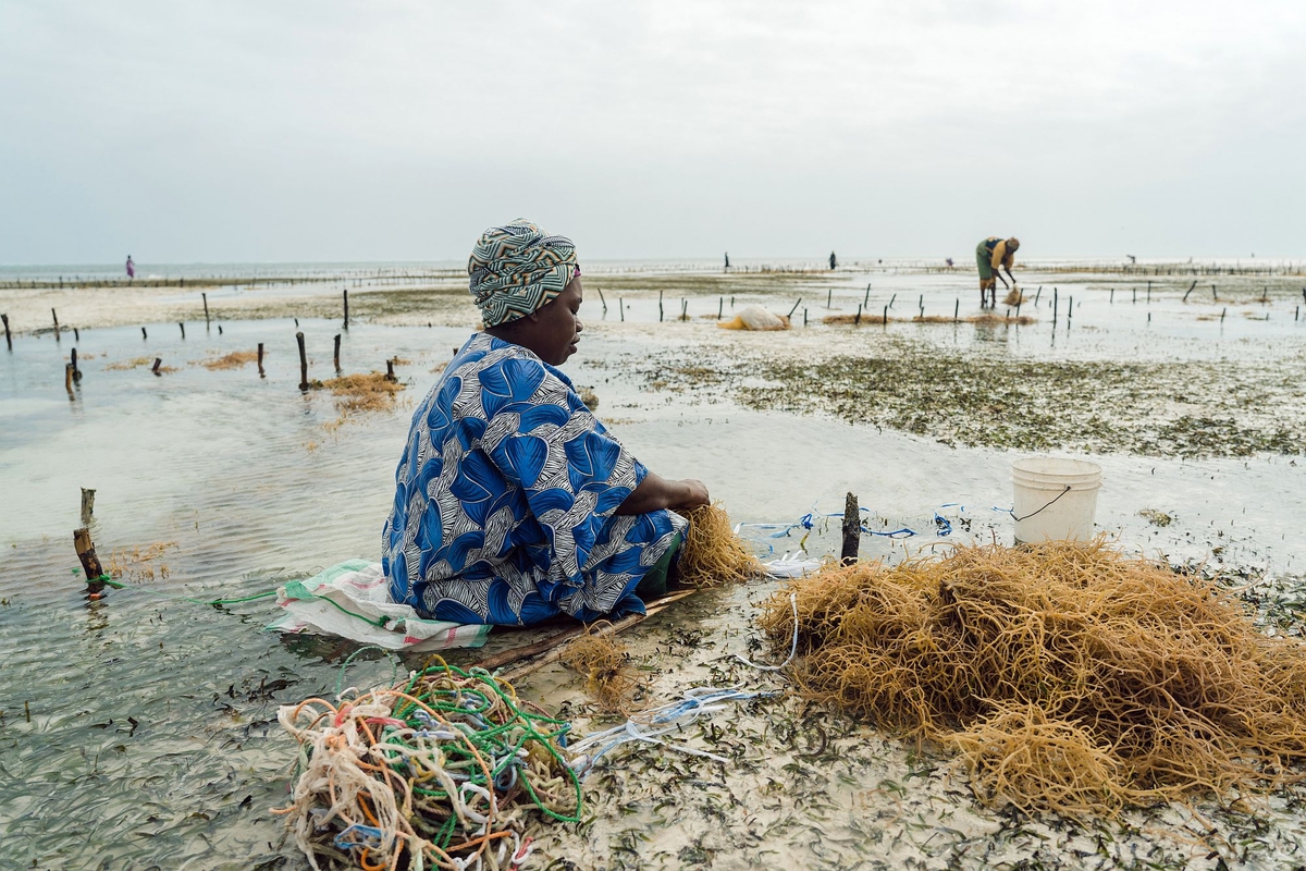 Woman seaweed farming, Zanzibar. Photo: Natalija Gormalova/Climate Visuals Countdown